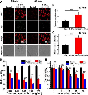 Ethane groups modified DNA nanopores to prolong the dwell time on live cell membranes for transmembrane transport